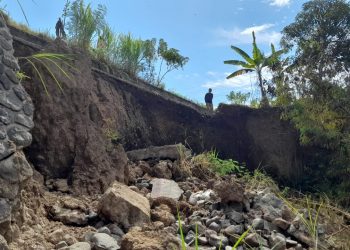 Saluran Irigasi Jebol, Kawasan Subak Kalianget Dilanda Kekeringan