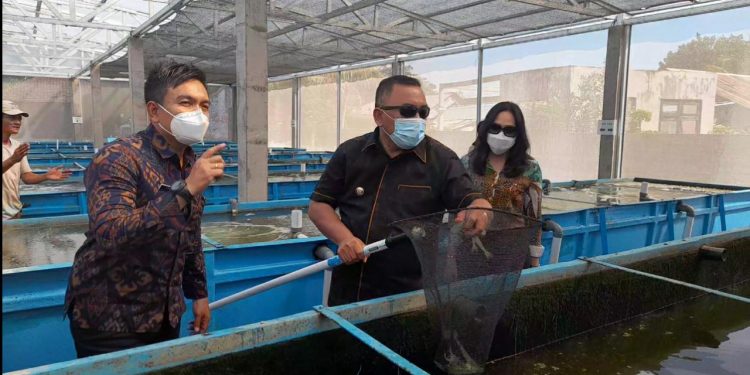 Lirik Potensi Udang Vannamei, Bupati Tamba Kembangkan Jembrana Mulai Dari Lovina