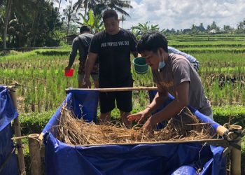 Subak Kehilangan Puluhan Ton Bahan Kompos Tiap Musim Panen Padi