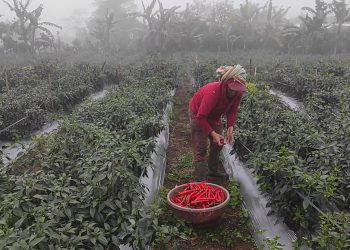 Pemkab Buleleng Libatkan Petani Stabilkan Harga Cabai