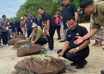 KSDA Bali Kembalikan Puluhan Penyu Ke Habitatnya